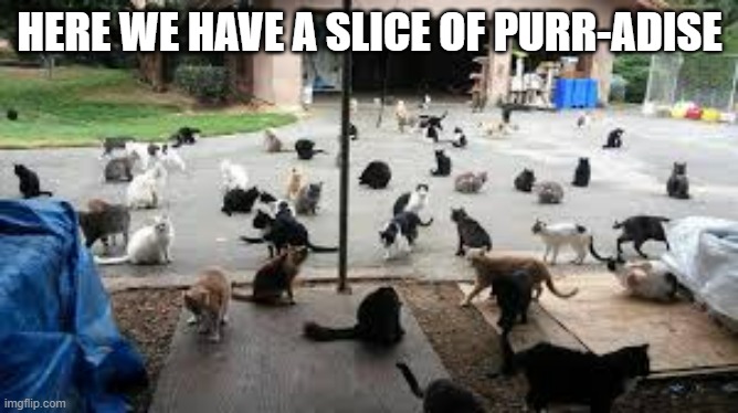 Here's a meme of my idea of purr-adise.  - funny - | HERE WE HAVE A SLICE OF PURR-ADISE | image tagged in cats,funny,play on words,kittens,humor,paradise | made w/ Imgflip meme maker