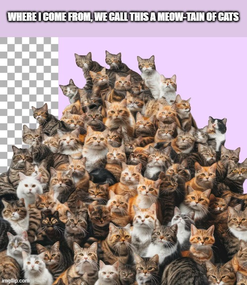 Where I come from, this is a meow-tain of cats.   -  funny  - | WHERE I COME FROM, WE CALL THIS A MEOW-TAIN OF CATS | image tagged in cats,funny,kittens,humor,play on words | made w/ Imgflip meme maker