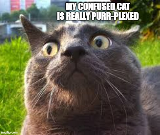 My confused cat is really purr-plexed.  - funny - | MY CONFUSED CAT IS REALLY PURR-PLEXED | image tagged in cats,funny,kittens,play on words,humor | made w/ Imgflip meme maker
