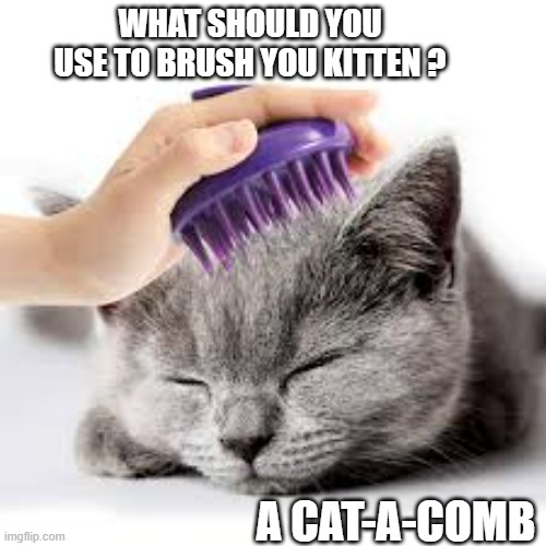 What do you use to brush your kitten? A cat-a-comb. | WHAT SHOULD YOU USE TO BRUSH YOU KITTEN ? A CAT-A-COMB | image tagged in cats,funny,kittens,play on words,dark humor | made w/ Imgflip meme maker