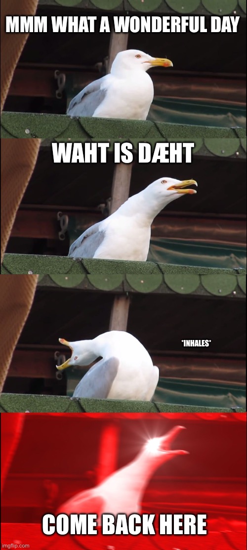 Mmm | MMM WHAT A WONDERFUL DAY; WAHT IS DÆHT; *INHALES*; COME BACK HERE | image tagged in memes,inhaling seagull | made w/ Imgflip meme maker
