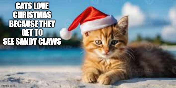 Cats love Christmas because they get to see Sandy Claws.  - funny - | CATS LOVE CHRISTMAS BECAUSE THEY GET TO SEE SANDY CLAWS | image tagged in cats,funny,kittens,humor,christmas,santa claus | made w/ Imgflip meme maker