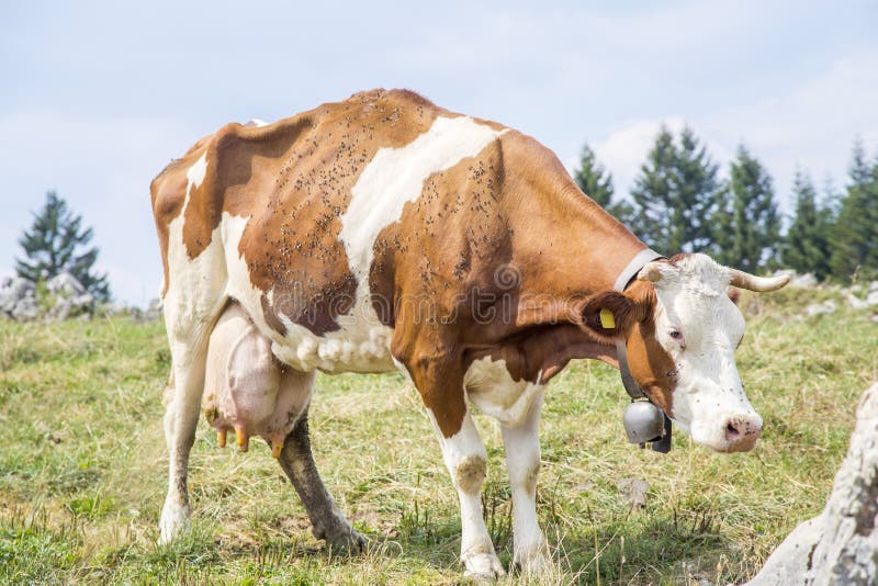 Skinny cow Blank Meme Template