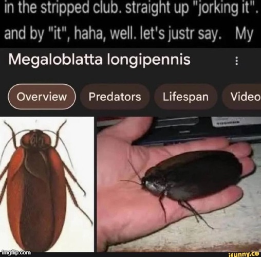 image tagged in memes | made w/ Imgflip meme maker