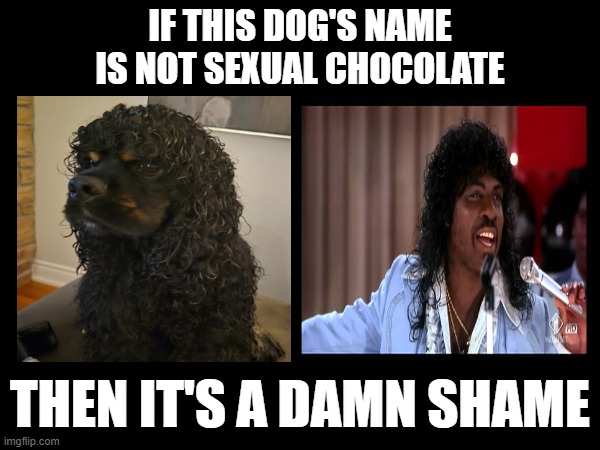 Chocolate | IF THIS DOG'S NAME IS NOT SEXUAL CHOCOLATE; THEN IT'S A DAMN SHAME | image tagged in chocolate,dogs,hair,eddie murphy,coming to america,glow | made w/ Imgflip meme maker