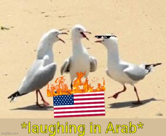 laughing seagulls | *laughing in Arab* | image tagged in laughing seagulls | made w/ Imgflip meme maker