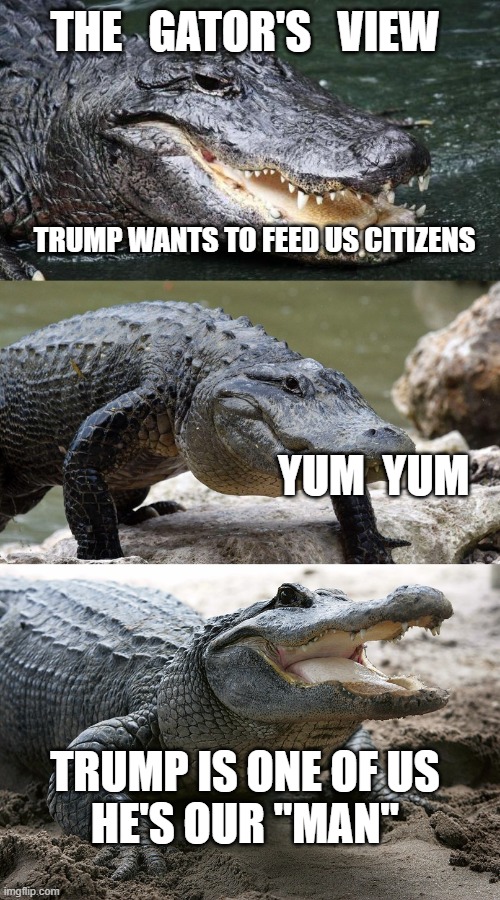 Gator republican view | THE   GATOR'S   VIEW; TRUMP WANTS TO FEED US CITIZENS; YUM  YUM; TRUMP IS ONE OF US
HE'S OUR "MAN" | image tagged in bad pun alligator | made w/ Imgflip meme maker