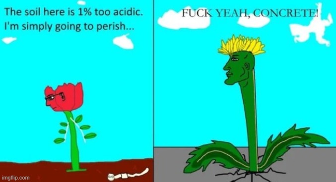random | image tagged in flower,concrete | made w/ Imgflip meme maker