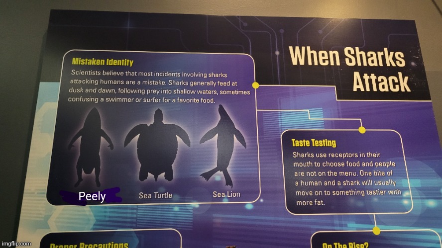 GUYS, I FOUND HIM!! | Peely | image tagged in gaming,aquarium,fortnite,shark | made w/ Imgflip meme maker