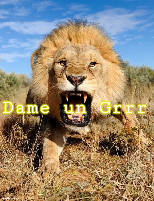 Dame un Grrr | Dame un Grrr | image tagged in dame un grrr | made w/ Imgflip meme maker