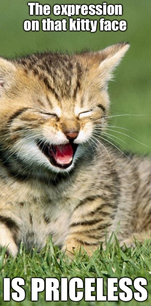 The expression on that kitty face IS PRICELESS | made w/ Imgflip meme maker