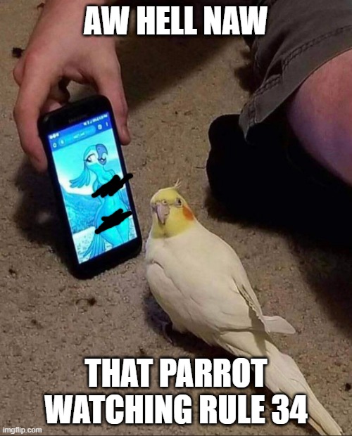 aw hell naw | AW HELL NAW; THAT PARROT WATCHING RULE 34 | image tagged in parrots gone wild | made w/ Imgflip meme maker