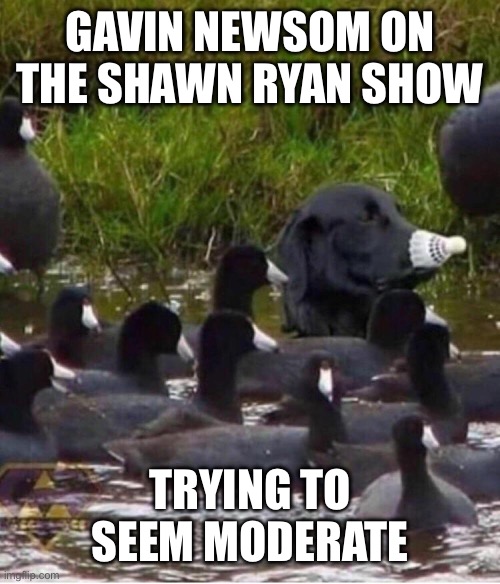 Dog with duck | GAVIN NEWSOM ON THE SHAWN RYAN SHOW; TRYING TO SEEM MODERATE | image tagged in dog with duck | made w/ Imgflip meme maker