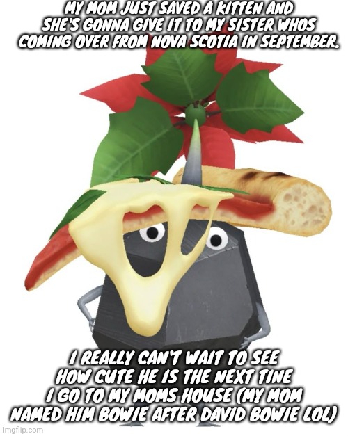 Pizza rock pikmin | MY MOM JUST SAVED A KITTEN AND SHE'S GONNA GIVE IT TO MY SISTER WHOS COMING OVER FROM NOVA SCOTIA IN SEPTEMBER. I REALLY CAN'T WAIT TO SEE HOW CUTE HE IS THE NEXT TINE I GO TO MY MOMS HOUSE (MY MOM NAMED HIM BOWIE AFTER DAVID BOWIE LOL) | image tagged in pizza rock pikmin | made w/ Imgflip meme maker
