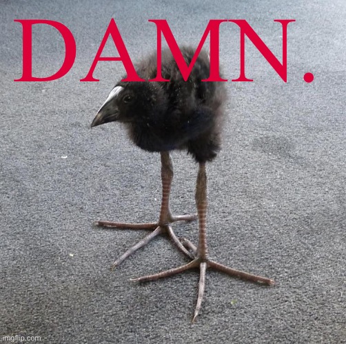 Pukeko chick | DAMN. | image tagged in pukeko chick | made w/ Imgflip meme maker