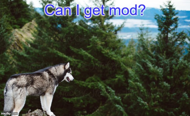 Husky | Can I get mod? | image tagged in husky | made w/ Imgflip meme maker