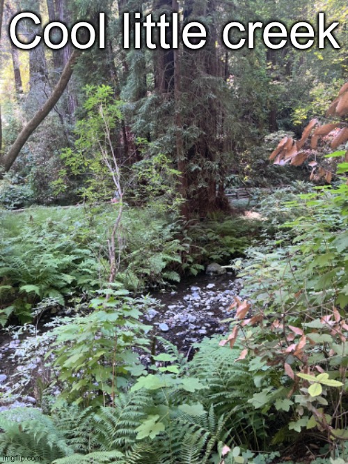 One tree has enough volume to fill like a mile of this creek | Cool little creek | made w/ Imgflip meme maker