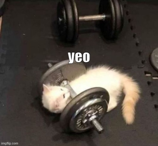 cat working out | yeo | image tagged in cat working out | made w/ Imgflip meme maker