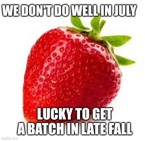 LUCKY TO GET A BATCH IN LATE FALL WE DON'T DO WELL IN JULY | image tagged in strawberry | made w/ Imgflip meme maker