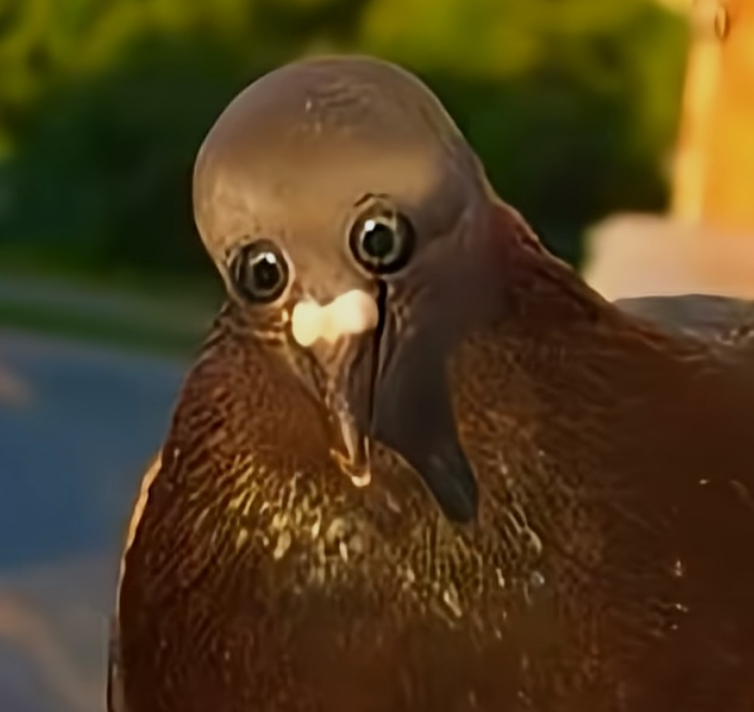 How the police officer looks at me after I… Blank Meme Template