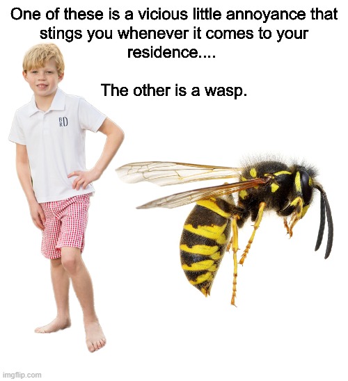 I'm talking WASP WASP WASP | image tagged in memes,funny memes,wasp | made w/ Imgflip meme maker
