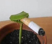 Smoking leaf Blank Meme Template