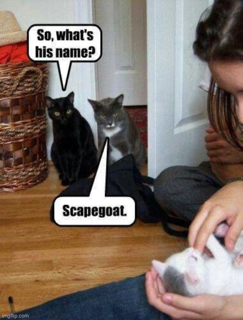 Diabolical kitty… | image tagged in cats,kitten,scapegoat | made w/ Imgflip meme maker