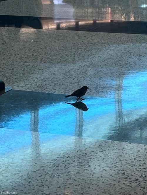 I found this bird in the airport | image tagged in msmg | made w/ Imgflip meme maker
