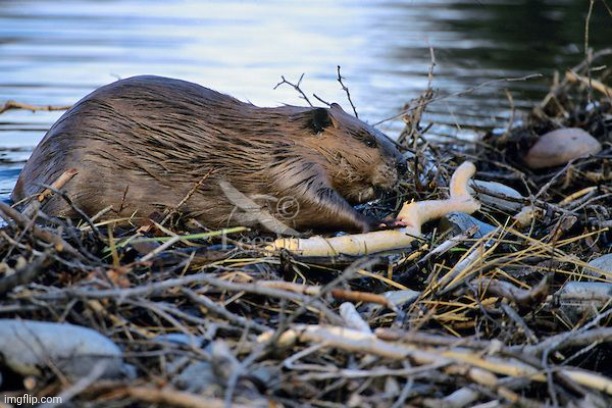 beaver dam | image tagged in beaver dam | made w/ Imgflip meme maker