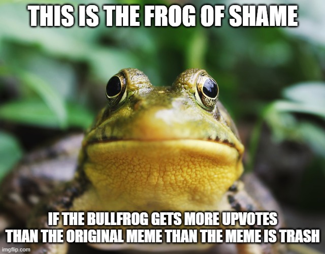 THIS IS THE FROG OF SHAME IF THE BULLFROG GETS MORE UPVOTES THAN THE ORIGINAL MEME THAN THE MEME IS TRASH | image tagged in frog of shame | made w/ Imgflip meme maker