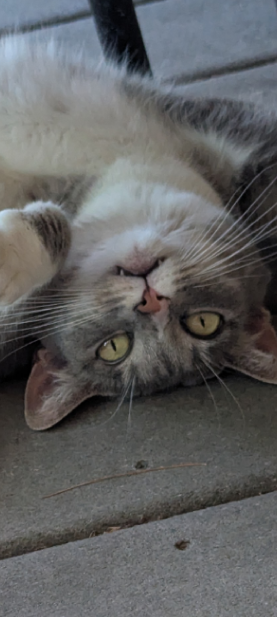 Upside down meow Blank Meme Template
