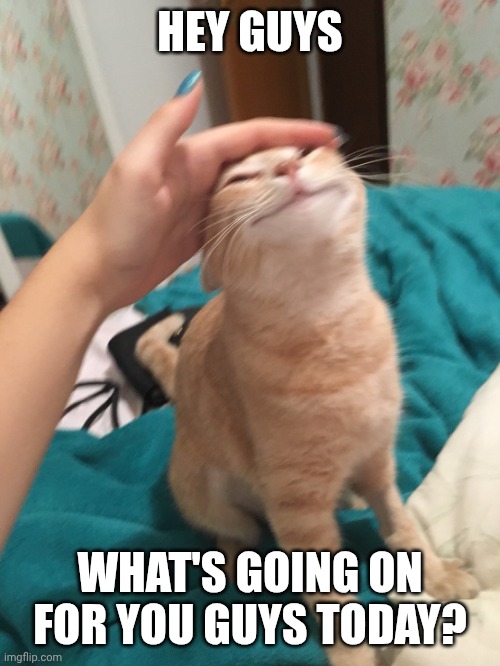 :3 | HEY GUYS; WHAT'S GOING ON FOR YOU GUYS TODAY? | image tagged in cat pat | made w/ Imgflip meme maker