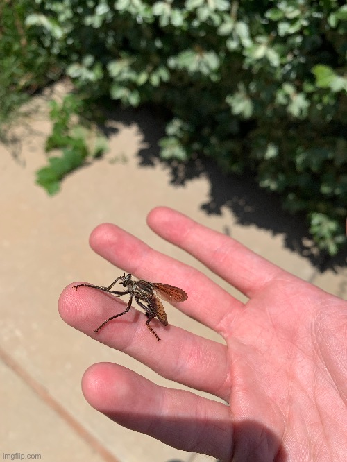 I love robber flies | made w/ Imgflip meme maker