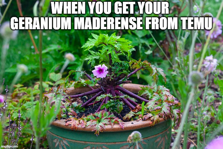Geranium maderense from Temu | WHEN YOU GET YOUR 
GERANIUM MADERENSE FROM TEMU | image tagged in gardening,funny,humour,temu,plants | made w/ Imgflip meme maker