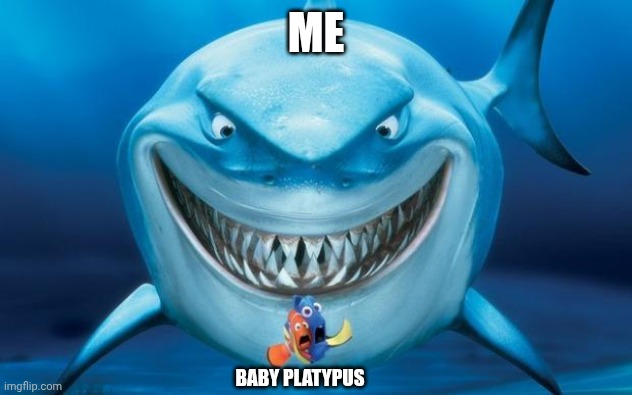 Hungry shark nemoÂ´s | ME BABY PLATYPUS | image tagged in hungry shark nemo s | made w/ Imgflip meme maker