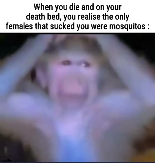 Monkey with his hands on head | When you die and on your death bed, you realise the only females that sucked you were mosquitos : | image tagged in monkey with his hands on head | made w/ Imgflip meme maker