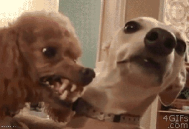 Angry Doog | image tagged in angry doog | made w/ Imgflip meme maker