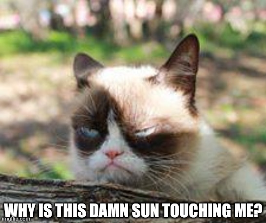 THE SUN NEEDS TO GO AWAY | WHY IS THIS DAMN SUN TOUCHING ME? | image tagged in summer,cats,grumpy cat | made w/ Imgflip meme maker