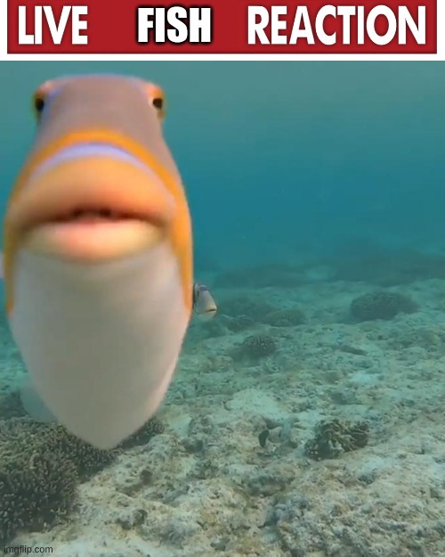 staring fish | FISH | image tagged in staring fish | made w/ Imgflip meme maker