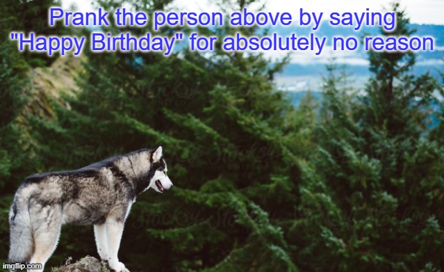 Don't give it away | Prank the person above by saying "Happy Birthday" for absolutely no reason | image tagged in husky | made w/ Imgflip meme maker