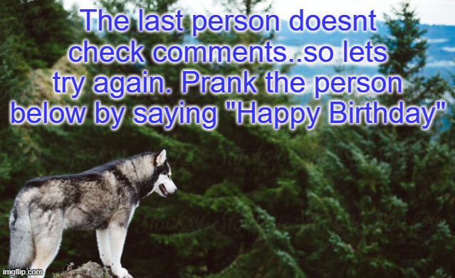 Dont give it away | The last person doesnt check comments..so lets try again. Prank the person below by saying "Happy Birthday" | image tagged in husky | made w/ Imgflip meme maker