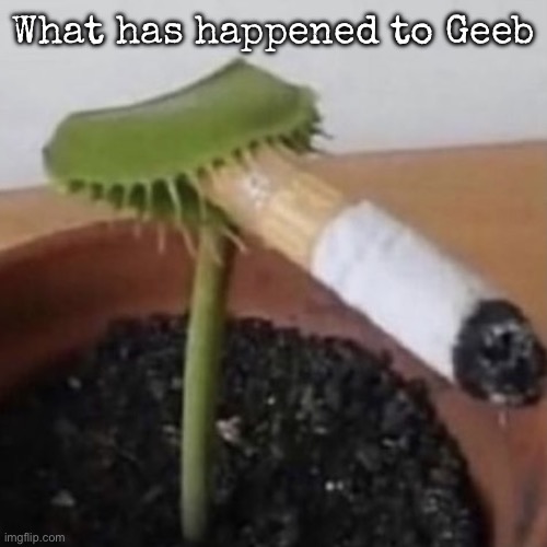 plant weeds | What has happened to Geeb | image tagged in plant weeds,msmg | made w/ Imgflip meme maker