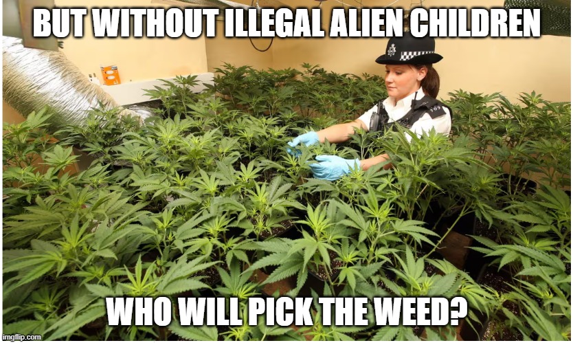 BUT WITHOUT ILLEGAL ALIEN CHILDREN; WHO WILL PICK THE WEED? | image tagged in illegal immigration,child labor,marijuana,pot,weed,ice raids | made w/ Imgflip meme maker