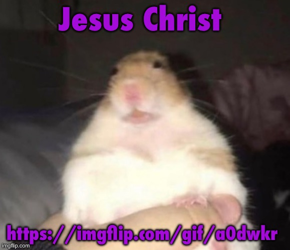 Hampter | Jesus Christ; https://imgflip.com/gif/a0dwkr | image tagged in hampter | made w/ Imgflip meme maker