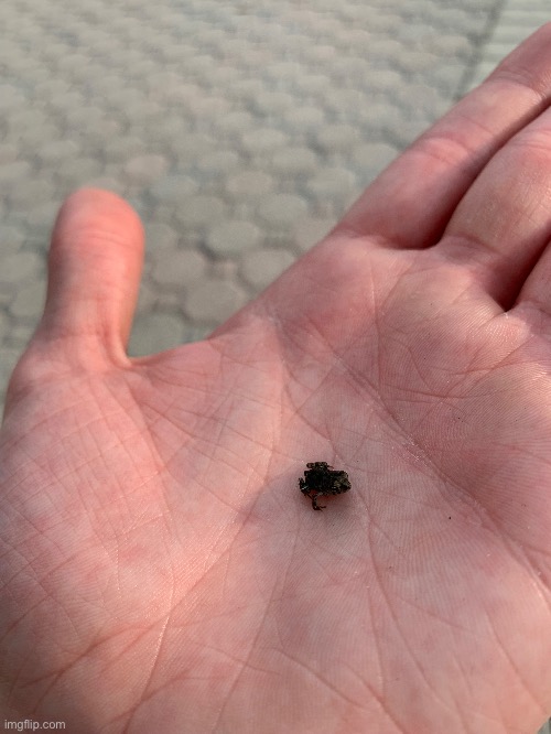 Tiny frog | made w/ Imgflip meme maker