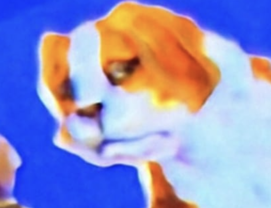 side eye dog Blank Meme Template
