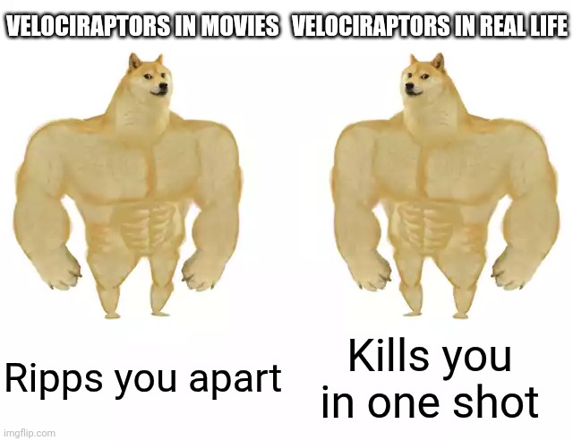 Buff Doge vs Buff Doge | VELOCIRAPTORS IN MOVIES VELOCIRAPTORS IN REAL LIFE Ripps you apart Kills you in one shot | image tagged in buff doge vs buff doge | made w/ Imgflip meme maker