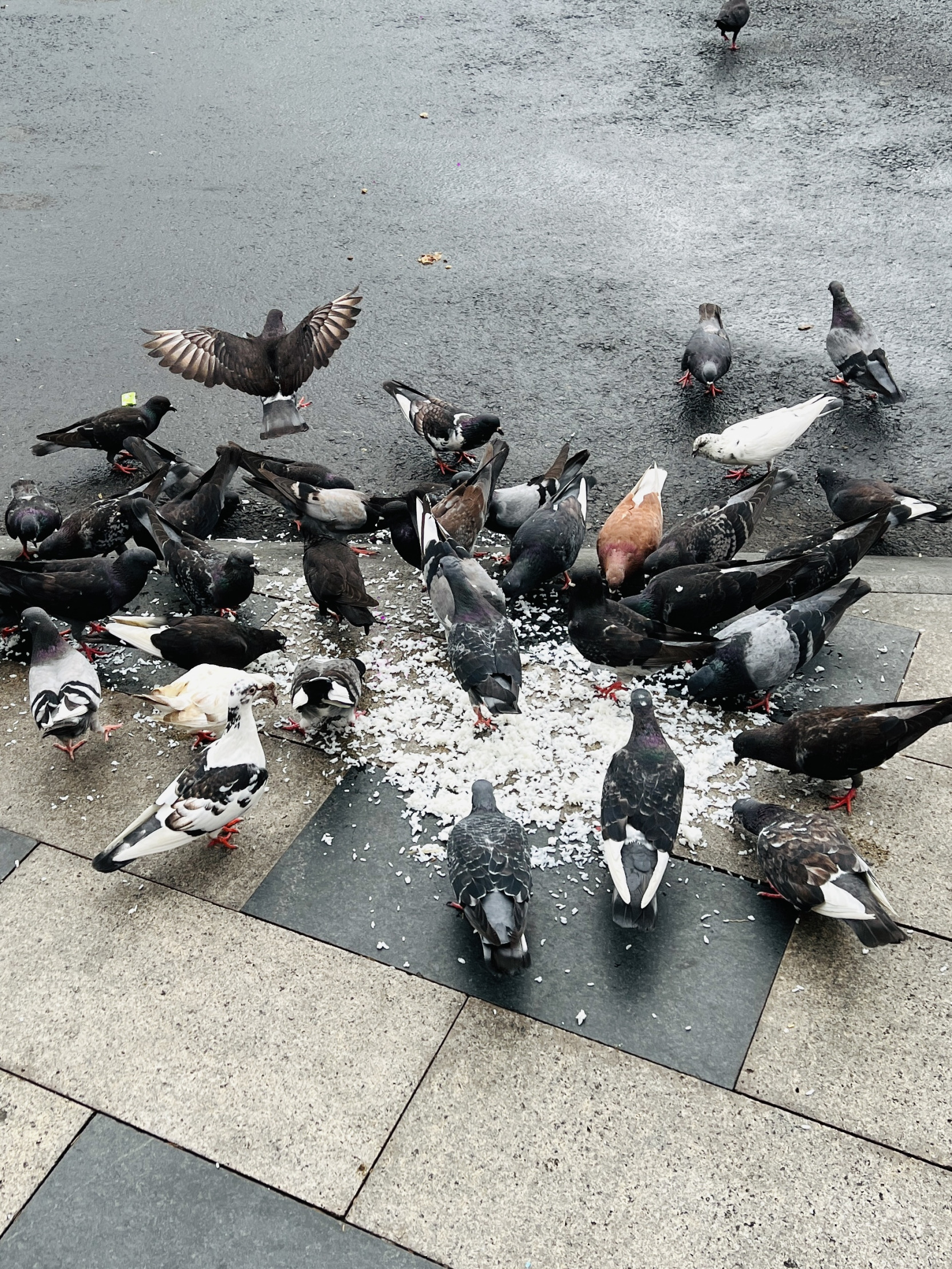 pigeons eating rice Blank Meme Template