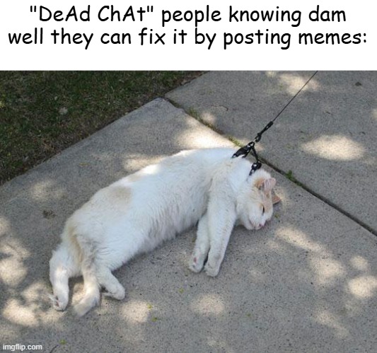 Dead chat is pissing me off. I'm the original | "DeAd ChAt" people knowing dam well they can fix it by posting memes: | image tagged in lazy cat,starwalker | made w/ Imgflip meme maker