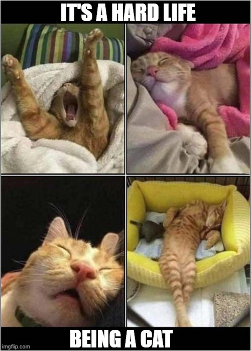 So Much Sleep Needed - So Little Time ... | IT'S A HARD LIFE; BEING A CAT | image tagged in cats,sleeping,hard life | made w/ Imgflip meme maker